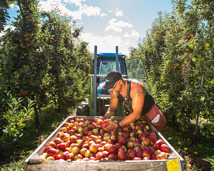 Our Story - What we do - Excellence in Fruit - Birdhurst Orchards