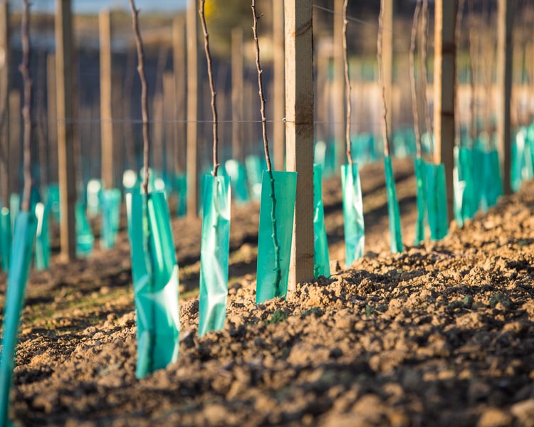 Our Story - What we do - Agricultural Science - Birdhurst Orchards
