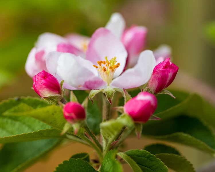 Our Story - What we do - Quality Growing Processes - Birdhurst Orchards