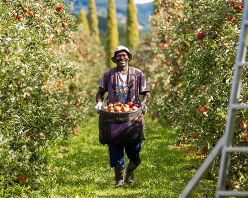 Birdhurst Orchards - Apple picking - Work with Us