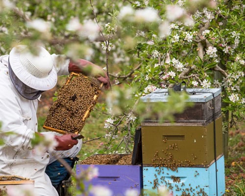 Birdhurst Orchards - Pollinating - Work with Us
