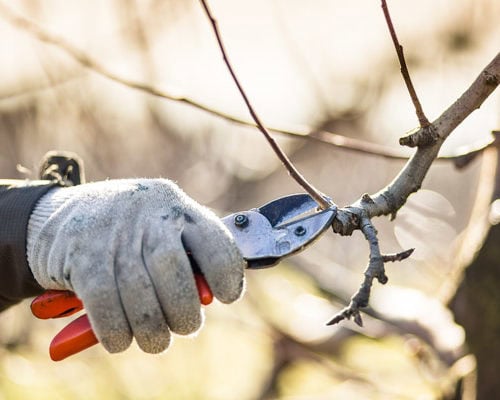 Birdhurst Orchards - Prunning - Work with Us