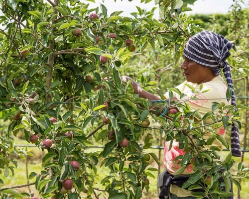 Birdhurst Orchards - Apple Thinning - Work with Us
