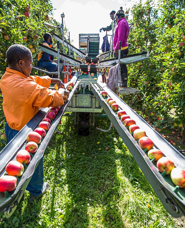 Work with us at Birdhurst orcahrds, Motueka New Zealand