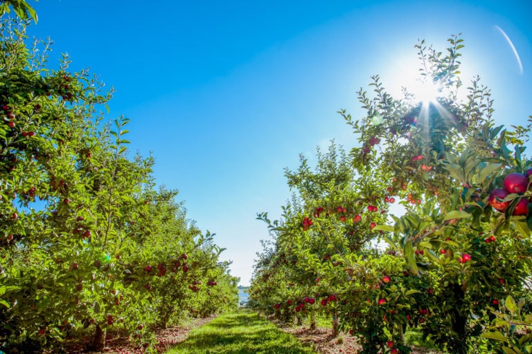 Our Story - Sustainability - Birdhurst Orchards
